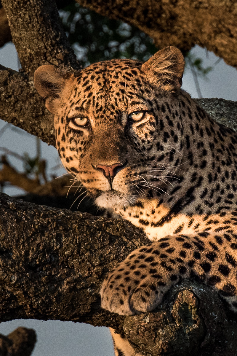 High above any possible danger, this leopard relaxes, basking in the warmth of the sunset.